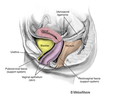 Normal Anatomy