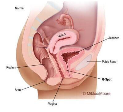 Normal Uterus