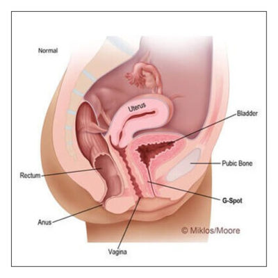 normal-uterine-support