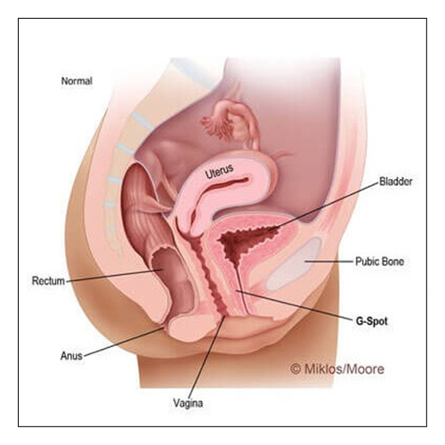 NORMAL UTERINE SUPPORT