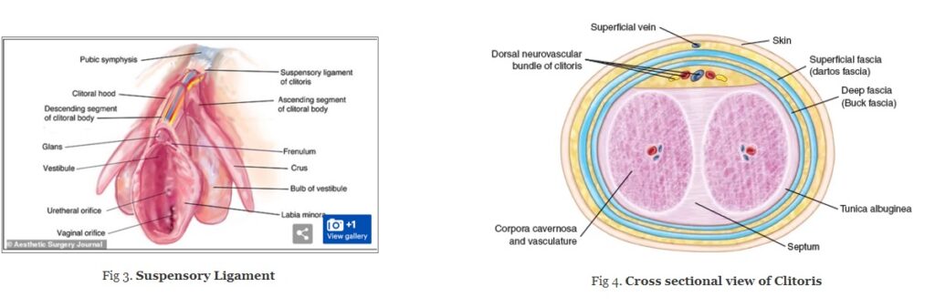 Suspensory Ligament