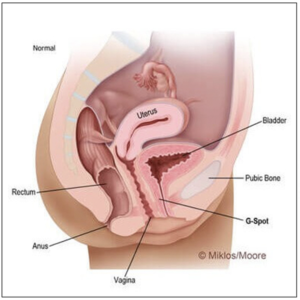 Normal female pelvic anatomy showing uterus, bladder, vagina and rectum before hysteropexy